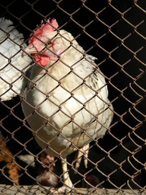 的制胜入球 的制胜入球