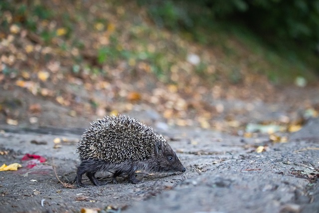 他们的投篮 他们的投篮