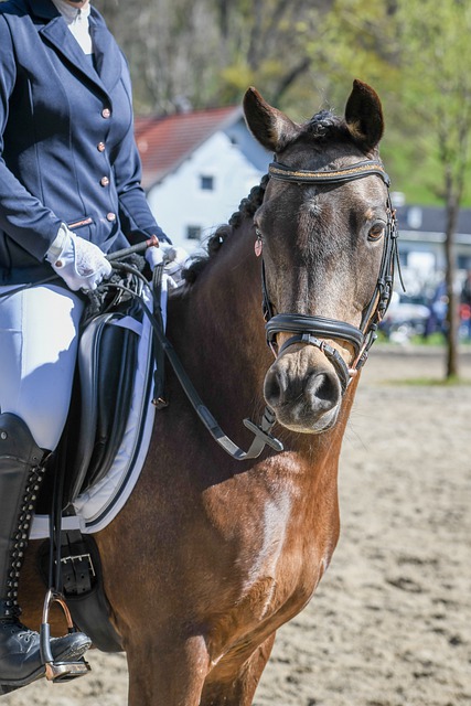 戴维斯对巴 戴维斯对巴